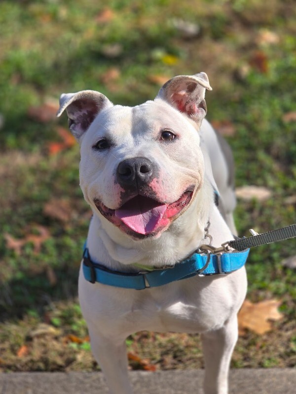 View Troy Bolton the Dog Photo #4