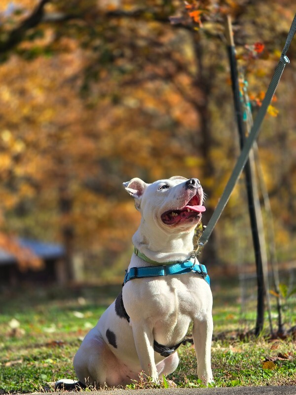 View Troy Bolton the Dog Photo #16