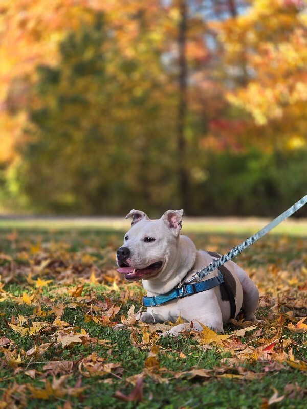 View Troy Bolton the Dog Photo #13