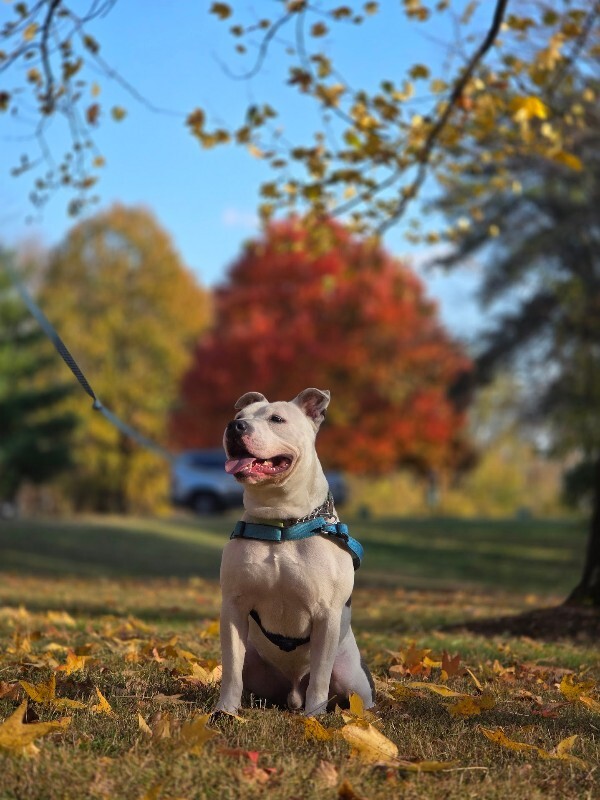 View Troy Bolton the Dog Photo #14