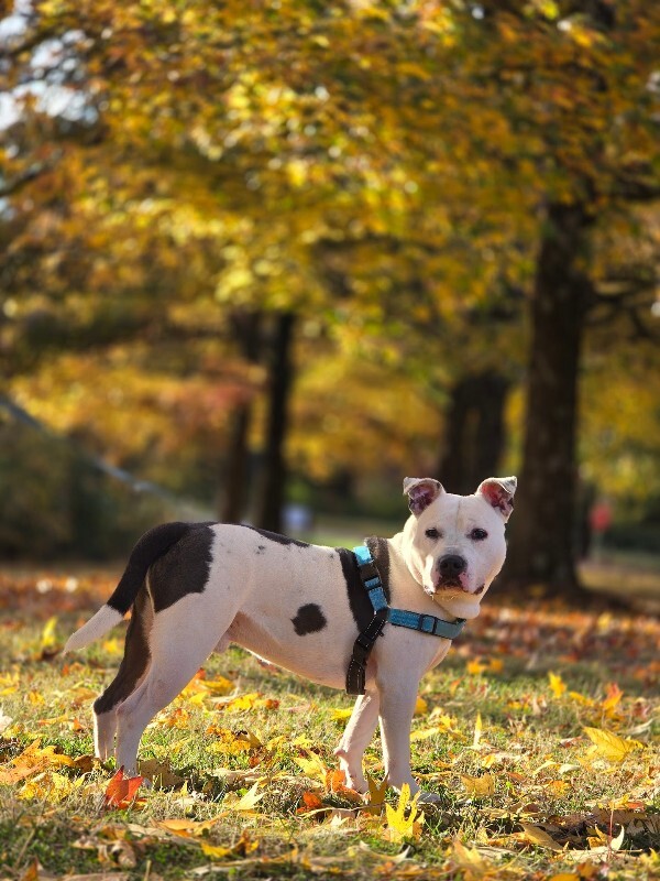 View Troy Bolton the Dog Photo #15