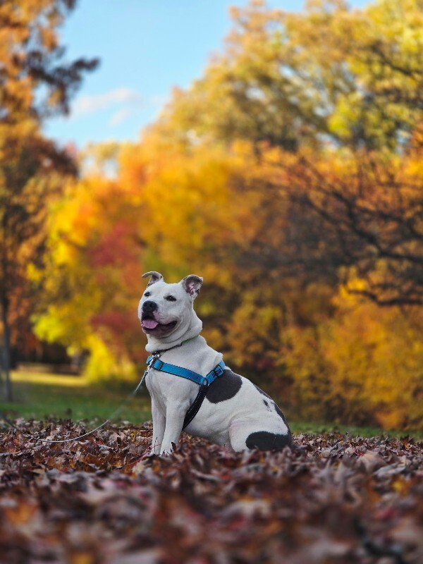 View Troy Bolton the Dog Photo #11