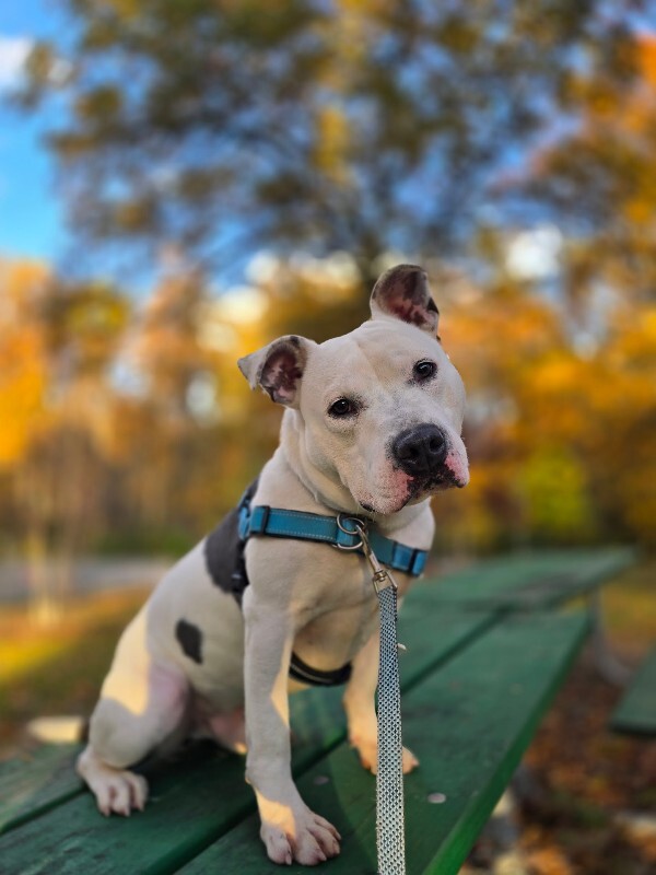 View Troy Bolton the Dog Photo #12