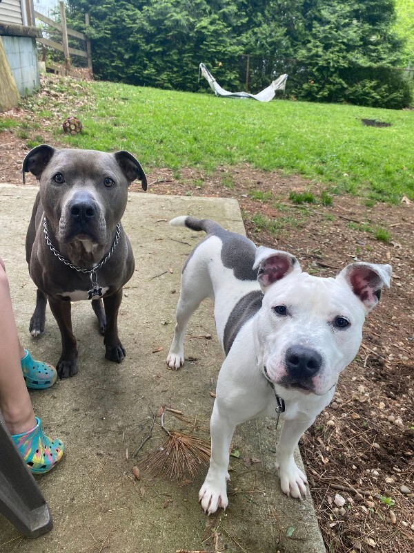 View Troy Bolton the Dog Photo #8