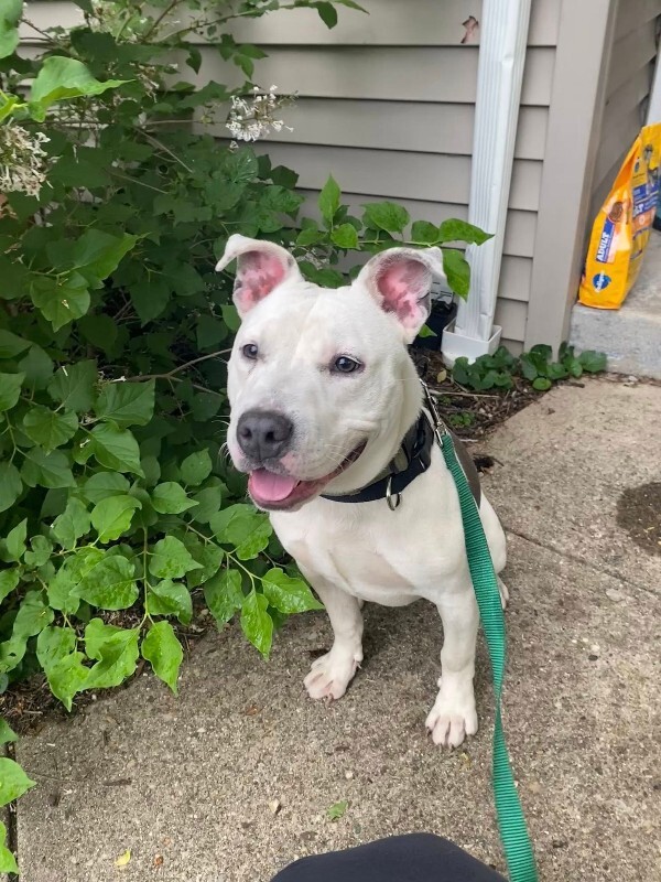 View Troy Bolton the Dog Photo #9