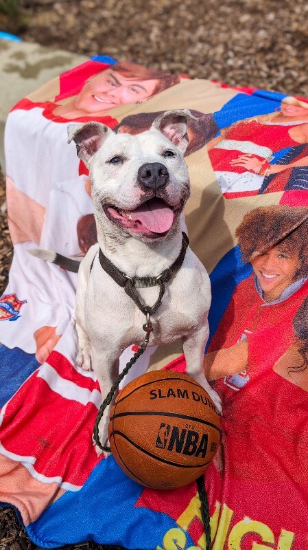 View Troy Bolton the Dog Photo #18