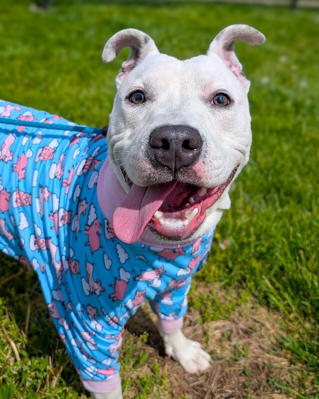 View Troy Bolton the Dog Photo #7