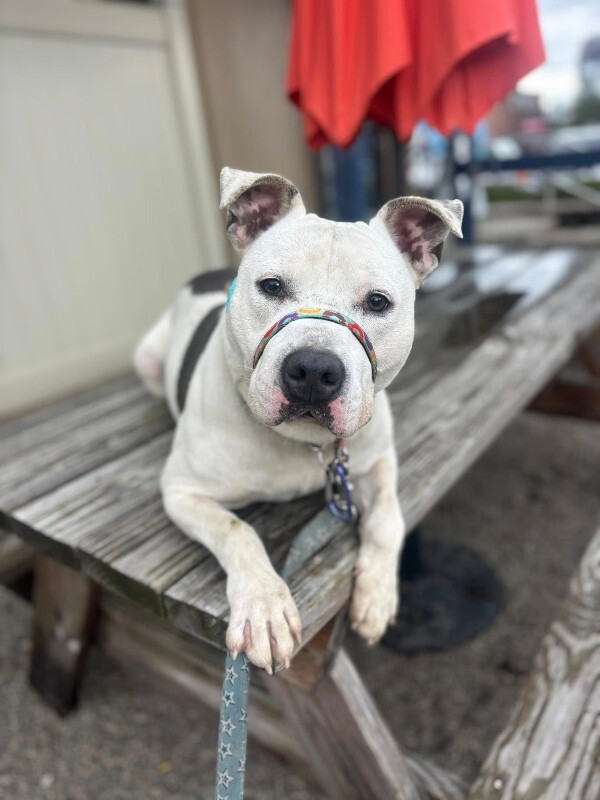 View Troy Bolton the Dog Photo #10