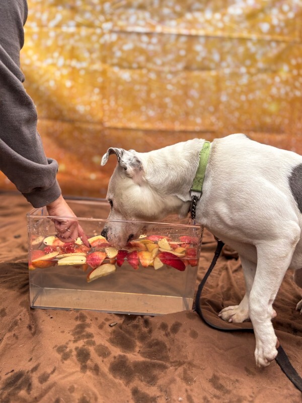 View Troy Bolton the Dog Photo #17