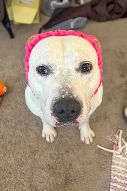 View Troy Bolton the Dog Photo #3