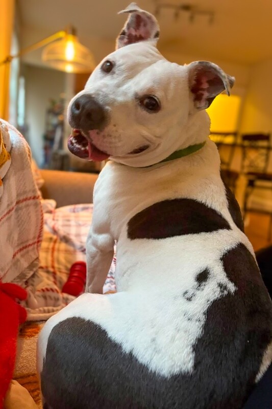 View Troy Bolton the Dog Photo #6