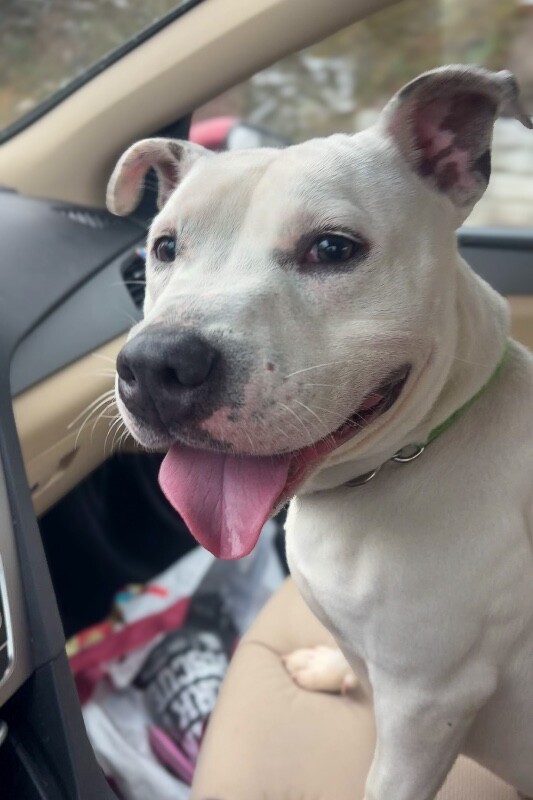 View Troy Bolton the Dog Photo #2