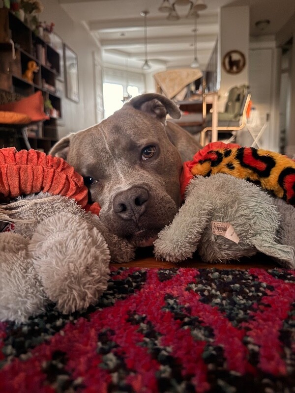 View Felipe the Dog Photo #2