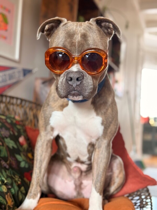 Felipe - Dog