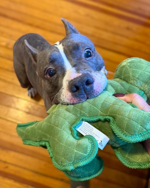 View Piccolo the Dog Photo #17