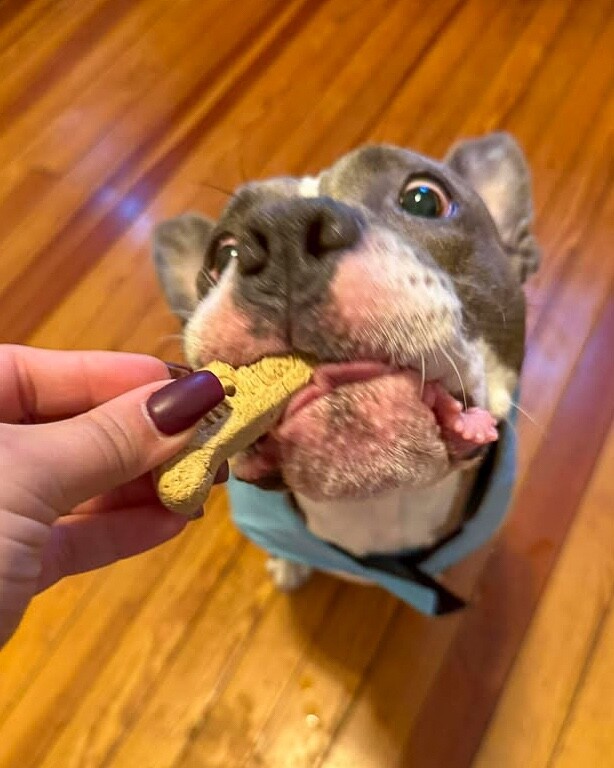 View Piccolo the Dog Photo #15