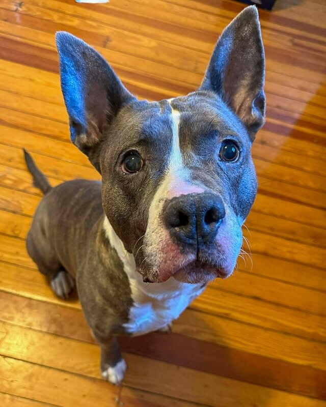 View Piccolo the Dog Photo #16