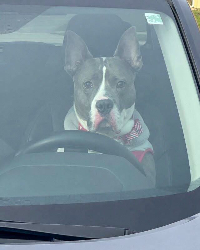 View Piccolo the Dog Photo #14