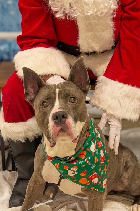 View Piccolo the Dog Photo #12