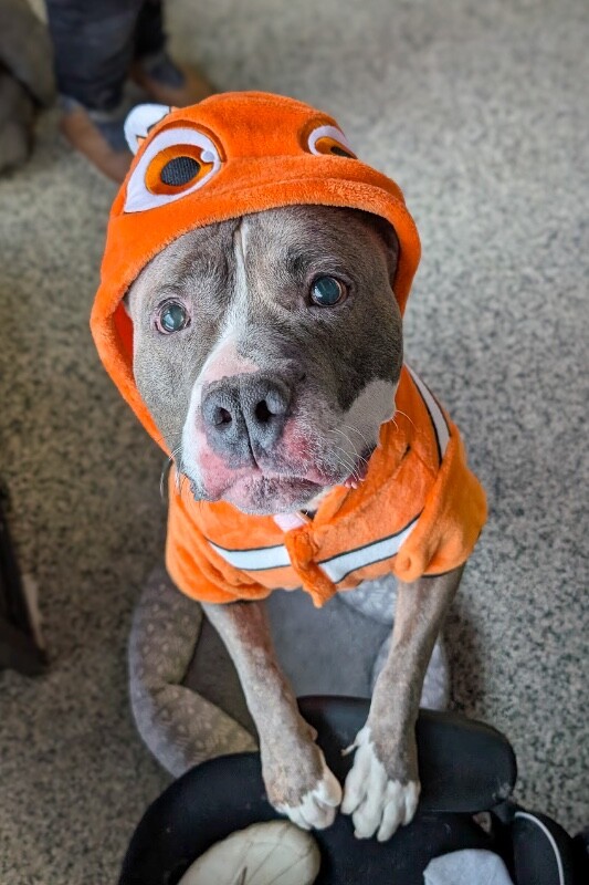 View Piccolo the Dog Photo #10