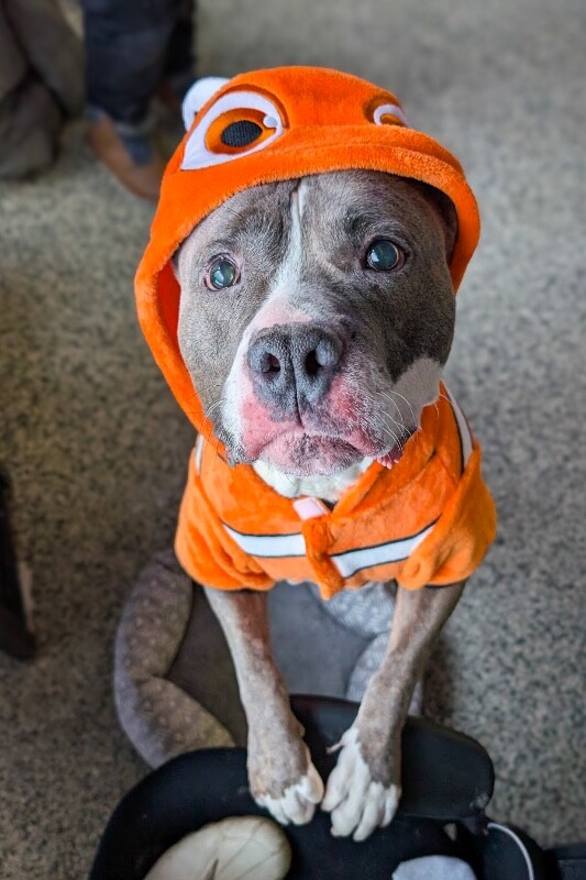 View Piccolo the Dog Photo #9