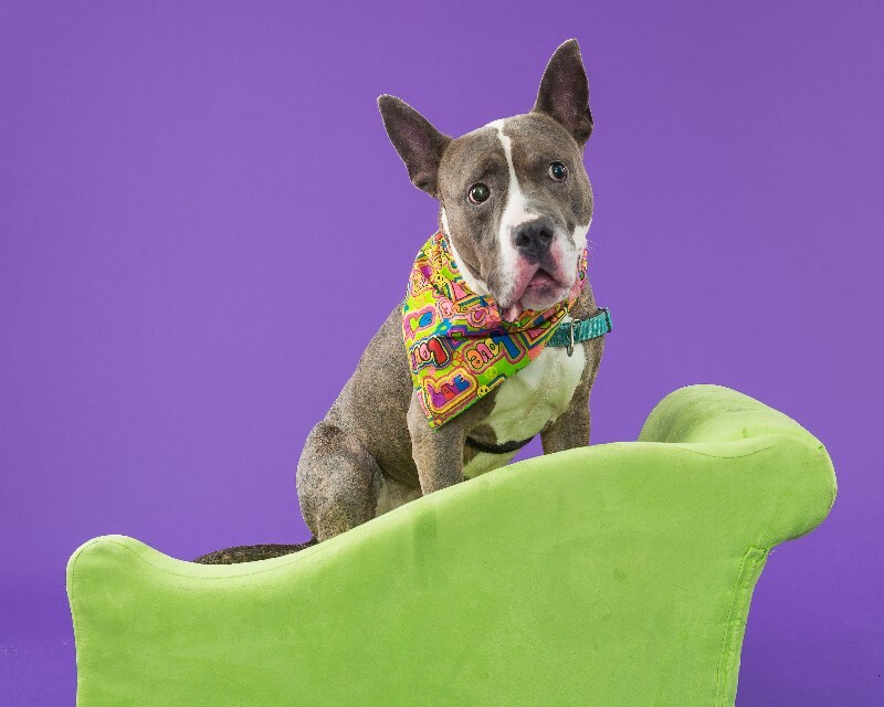 View Piccolo the Dog Photo #8