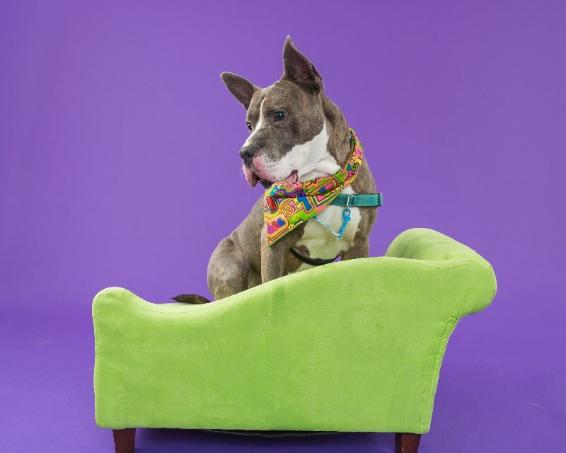 View Piccolo the Dog Photo #6