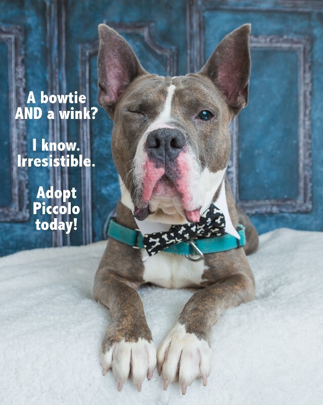 View Piccolo the Dog Photo #7