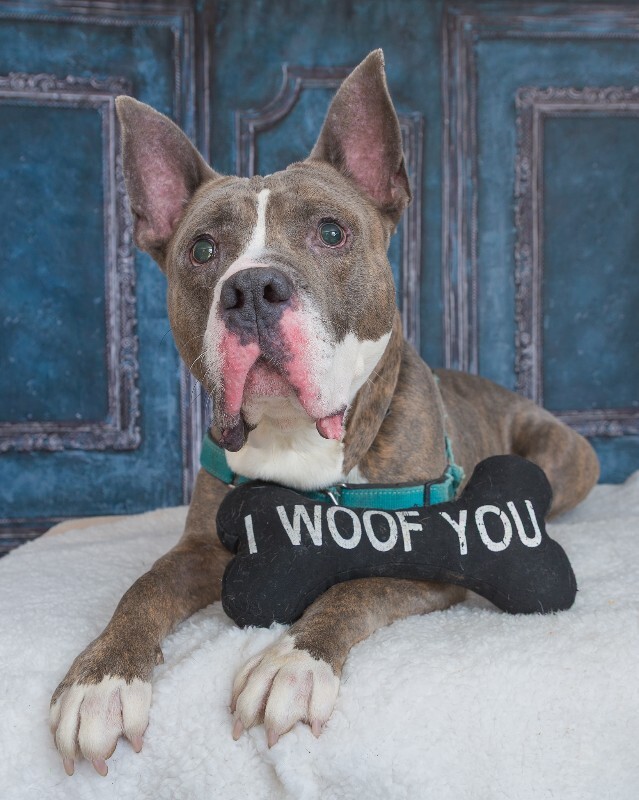 View Piccolo the Dog Photo #3