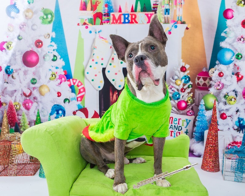 View Piccolo the Dog Photo #4