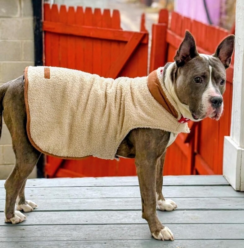 View Piccolo the Dog Photo #18