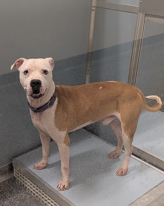 View Blu Baby the Dog Photo #4