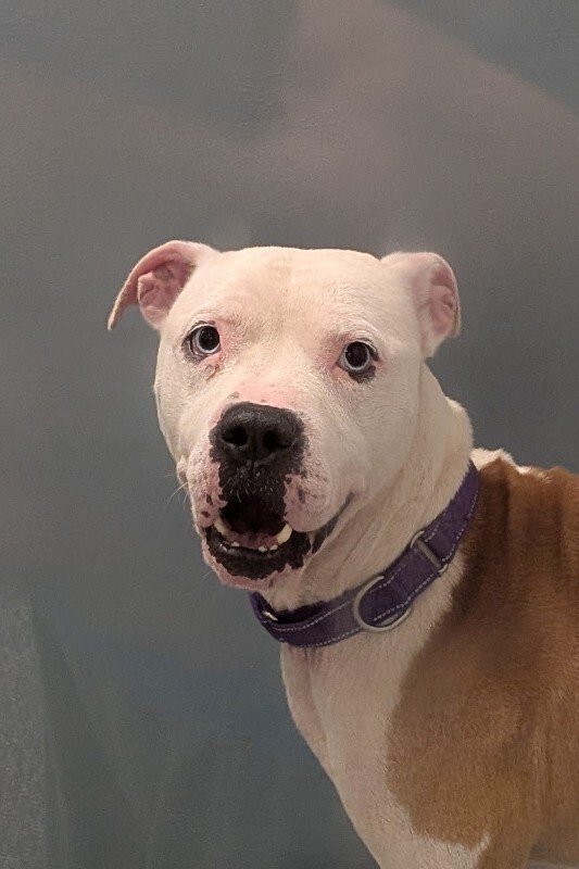 View Blu Baby the Dog Photo #3