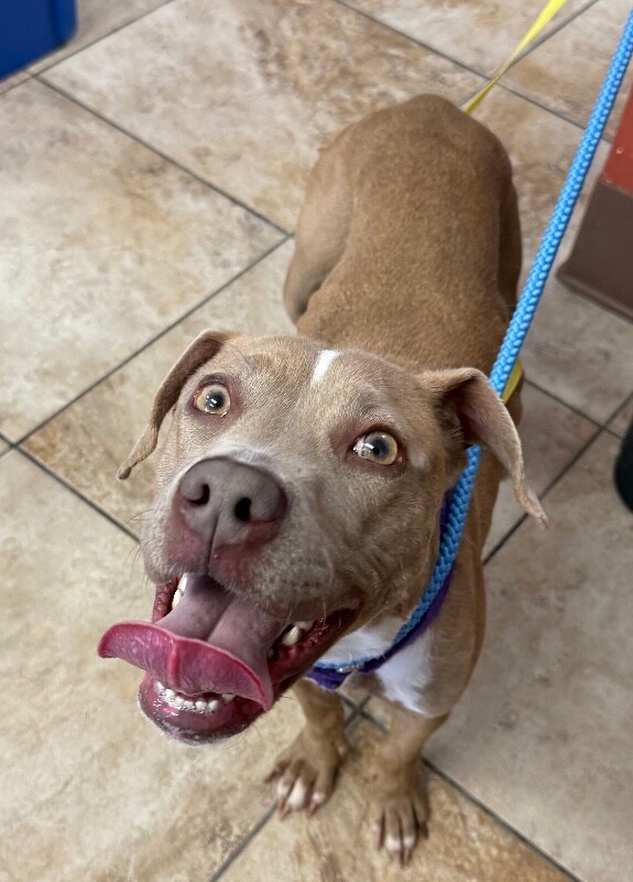 Learn More About Tiztastic Tiztastic - Dog