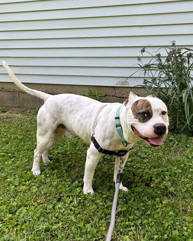 View Harrigan the Dog Photo #7