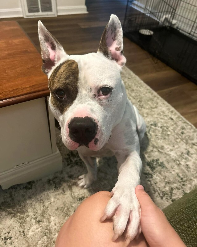 View Harrigan the Dog Photo #2