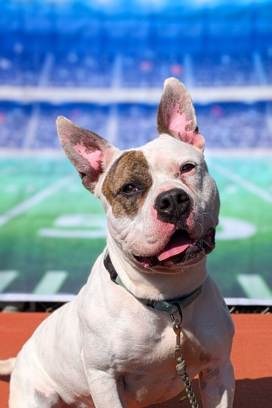 View Harrigan the Dog Photo #4