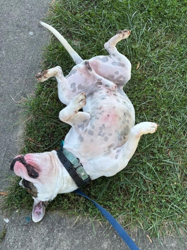 View Harrigan the Dog Photo #3