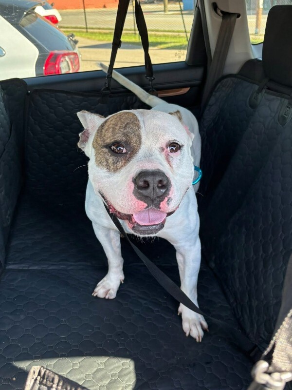 View Harrigan the Dog Photo #16