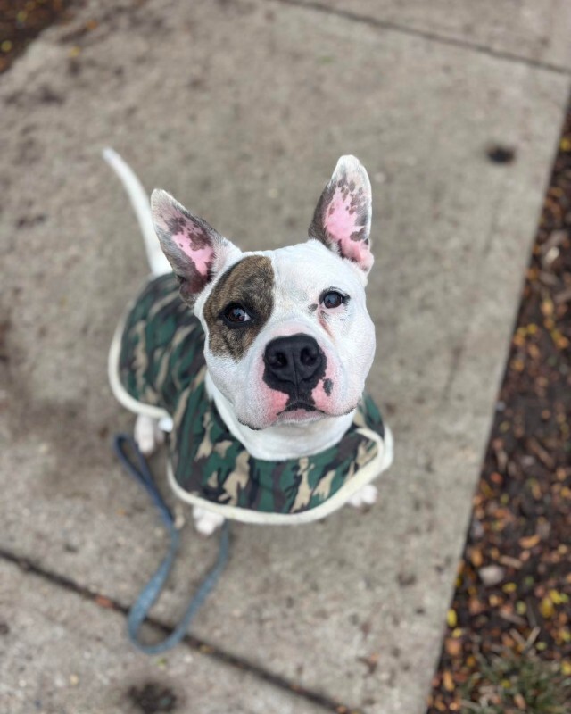 View Harrigan the Dog Photo #9