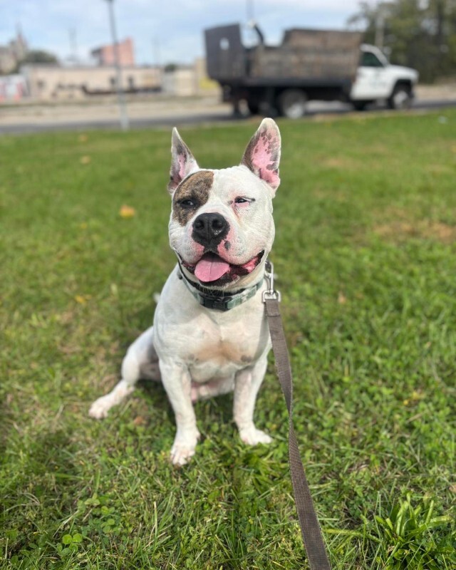 View Harrigan the Dog Photo #10