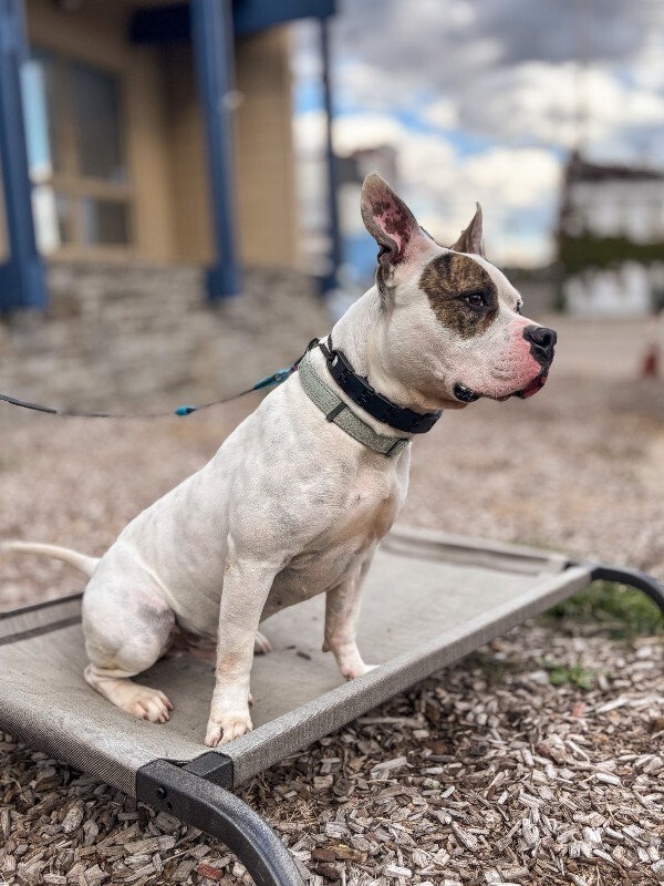 View Harrigan the Dog Photo #18