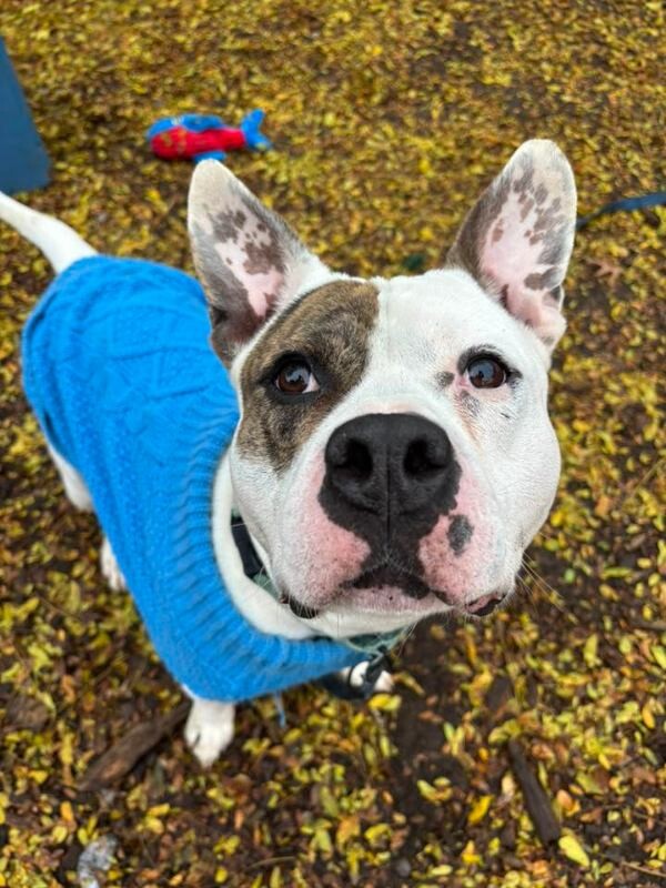 View Harrigan the Dog Photo #8