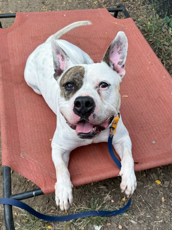 View Harrigan the Dog Photo #5