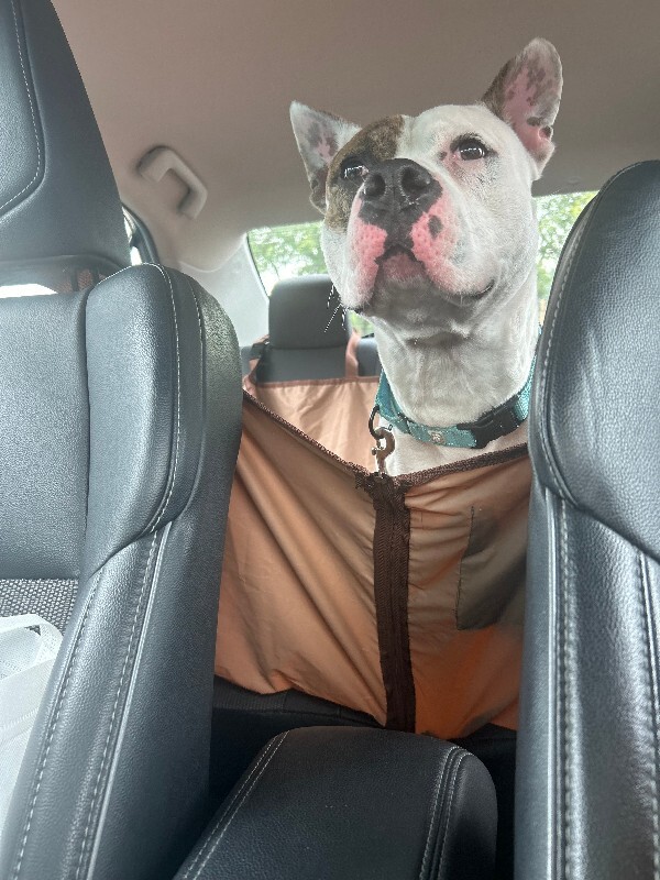 View Harrigan the Dog Photo #14