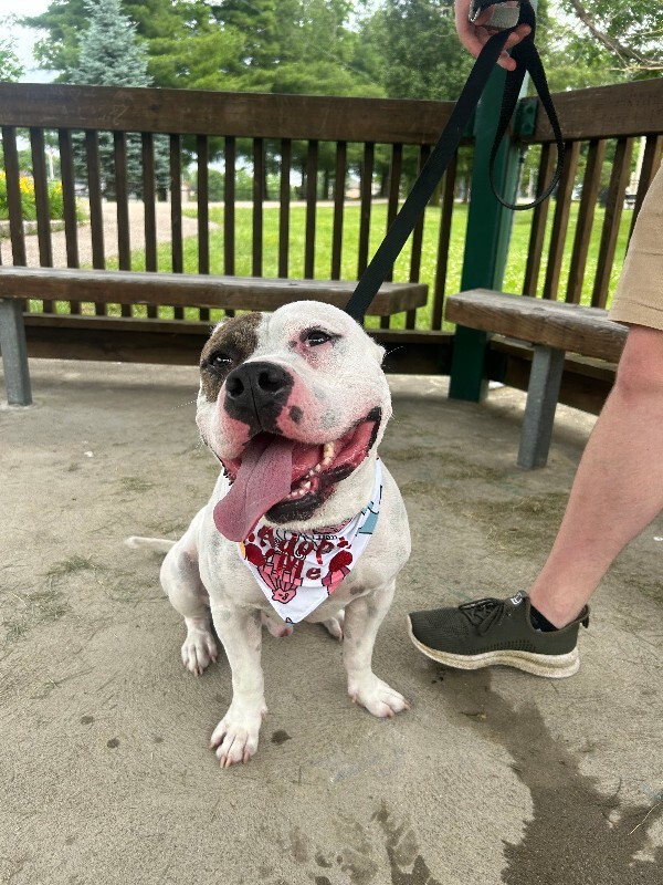 View Harrigan the Dog Photo #15