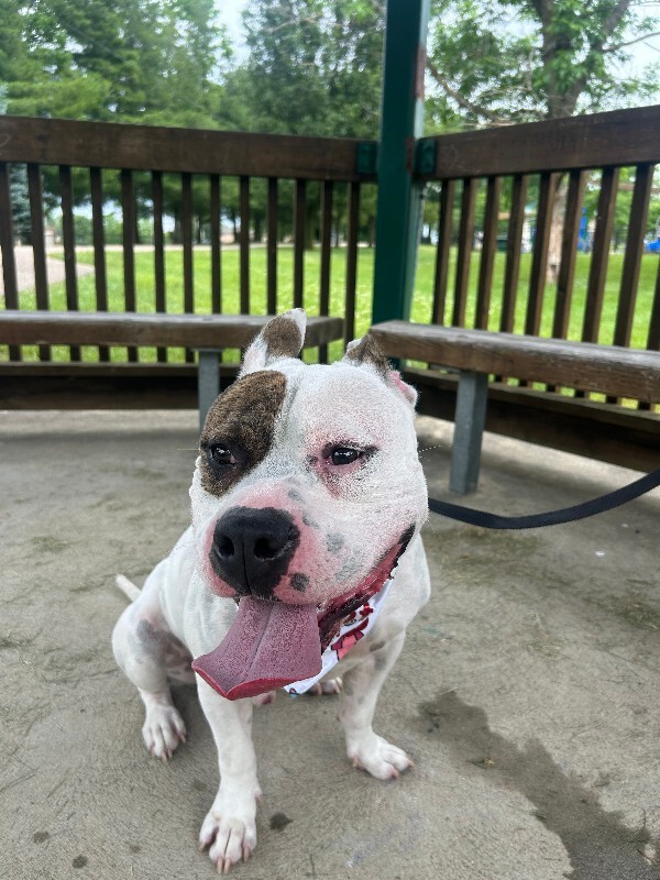 View Harrigan the Dog Photo #13