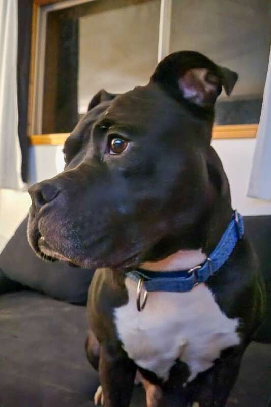View Shamu the Dog Photo #24
