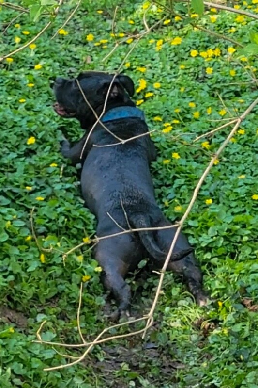 View Shamu the Dog Photo #10