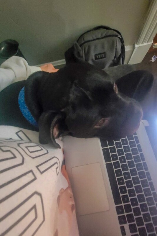 View Shamu the Dog Photo #8